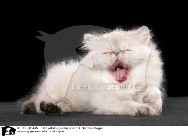 ghnendes Perser Colourpoint Ktzchen / yawning persian kitten colourpoint / SS-16445