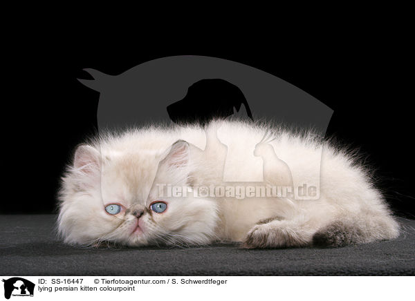 lying persian kitten colourpoint / SS-16447