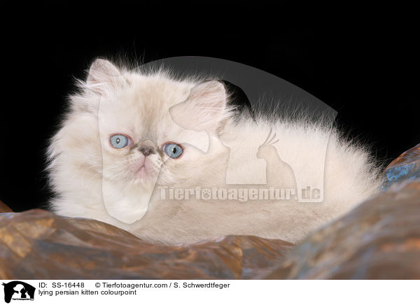 liegendes Perser Colourpoint Ktzchen / lying persian kitten colourpoint / SS-16448