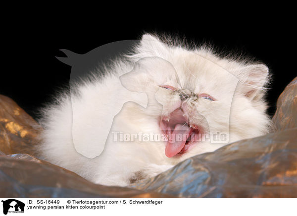 yawning persian kitten colourpoint / SS-16449