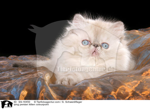 liegendes Perser Colourpoint Ktzchen / lying persian kitten colourpoint / SS-16450