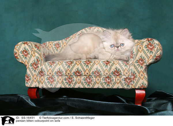 Perser Colourpoint Ktzchen auf Sofa / persian kitten colourpoint on sofa / SS-16451