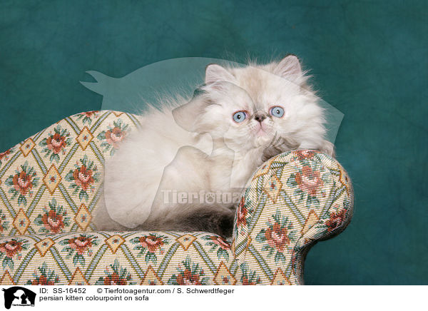 persian kitten colourpoint on sofa / SS-16452