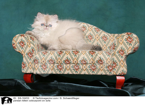 Perser Colourpoint Ktzchen auf Sofa / persian kitten colourpoint on sofa / SS-16453