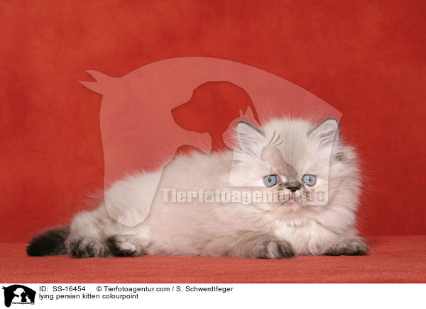lying persian kitten colourpoint / SS-16454