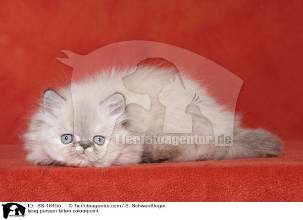 liegendes Perser Colourpoint Ktzchen / lying persian kitten colourpoint / SS-16455