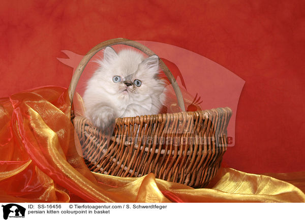 Perser Colourpoint Ktzchen im Korb / persian kitten colourpoint in basket / SS-16456