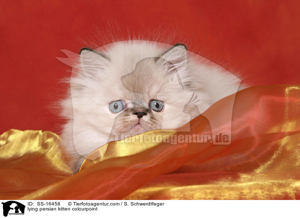 lying persian kitten colourpoint / SS-16458