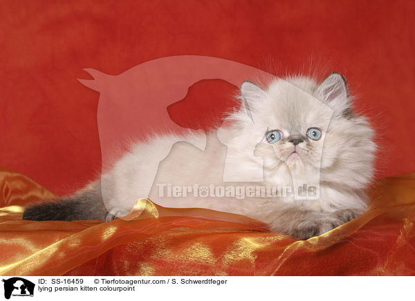 liegendes Perser Colourpoint Ktzchen / lying persian kitten colourpoint / SS-16459