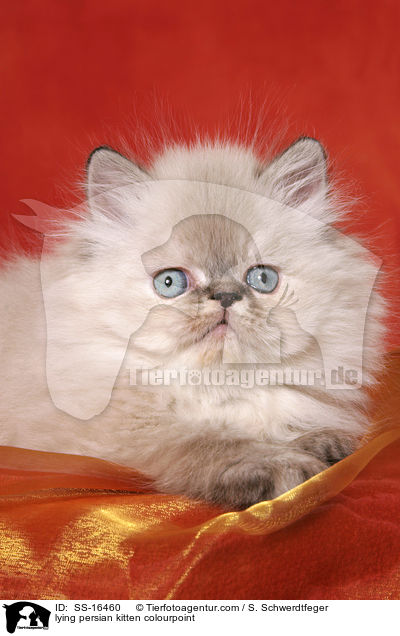 lying persian kitten colourpoint / SS-16460
