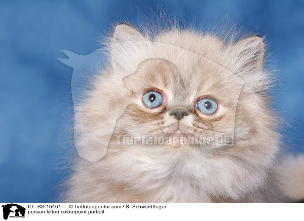 persian kitten colourpoint portrait / SS-16461