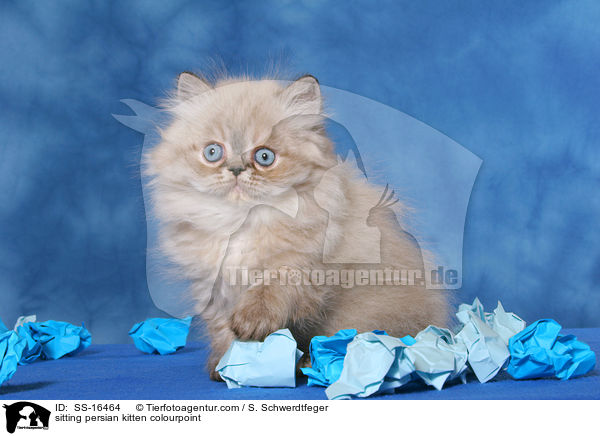 sitzendes Perser Colourpoint Ktzchen / sitting persian kitten colourpoint / SS-16464