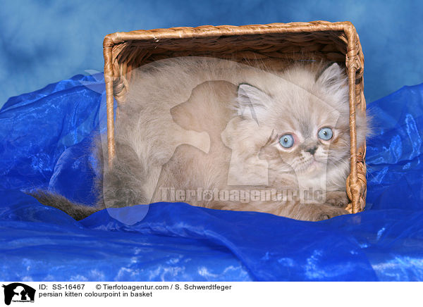 persian kitten colourpoint in basket / SS-16467