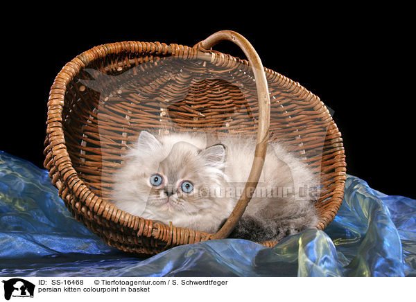 persian kitten colourpoint in basket / SS-16468