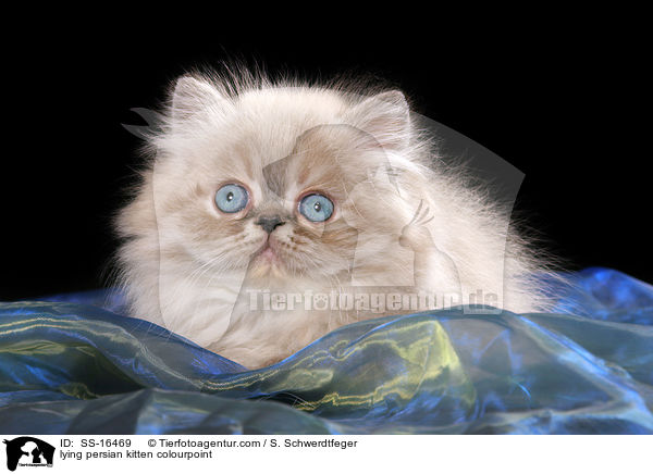 lying persian kitten colourpoint / SS-16469