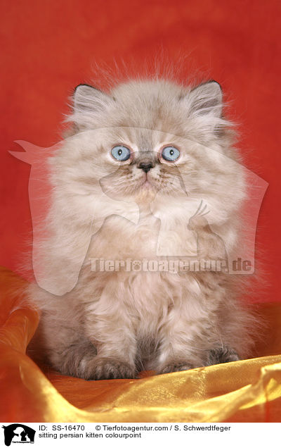sitting persian kitten colourpoint / SS-16470
