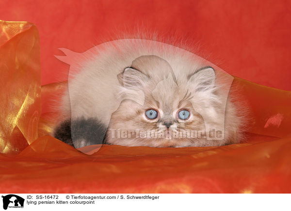 lying persian kitten colourpoint / SS-16472