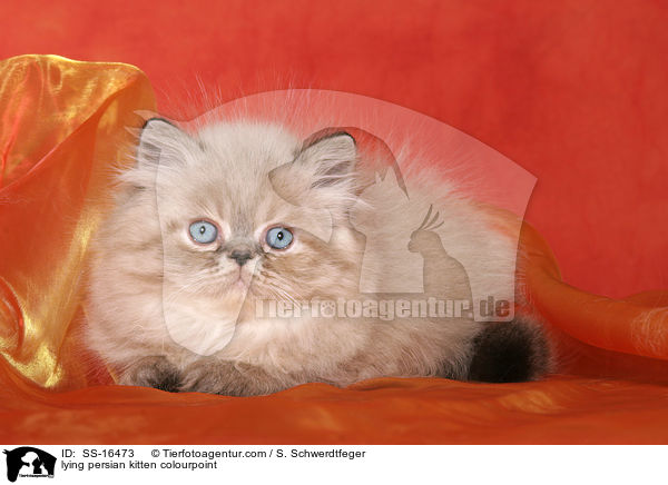lying persian kitten colourpoint / SS-16473