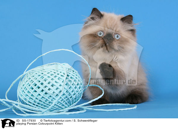 spielendes Perser Colourpoint Ktzchen / playing Persian Colourpoint Kitten / SS-17930