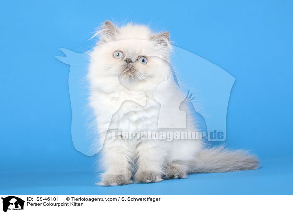 Perser Colourpoint Kitten / SS-46101