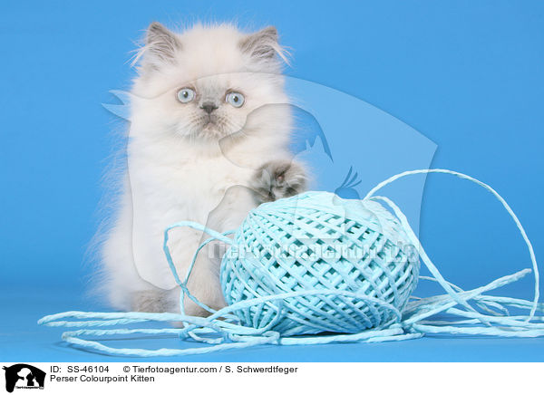 Perser Colourpoint Ktzchen / Perser Colourpoint Kitten / SS-46104