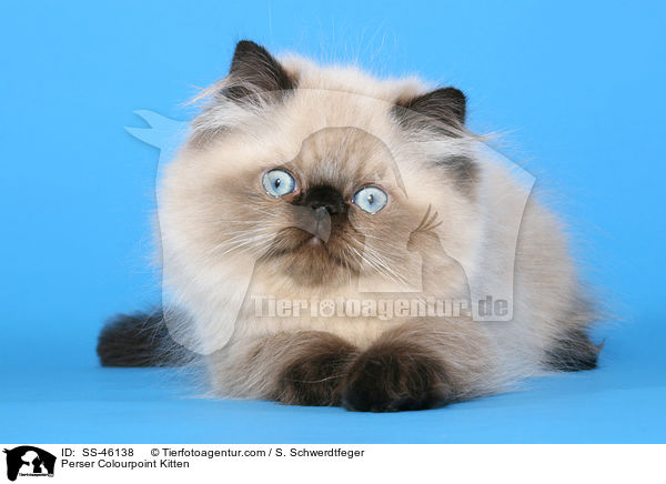 Perser Colourpoint Kitten / SS-46138