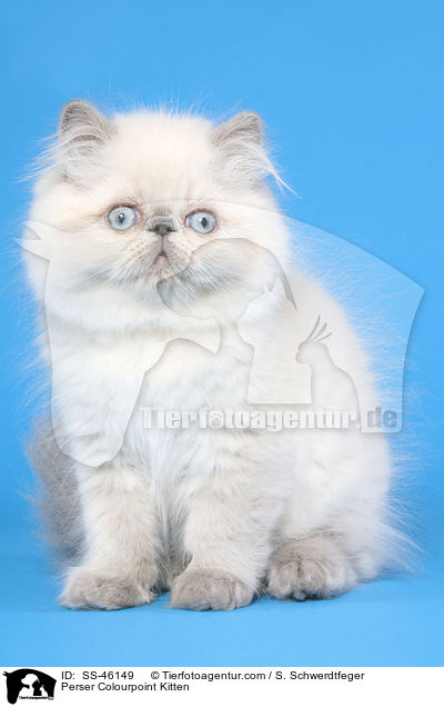 Perser Colourpoint Kitten / SS-46149