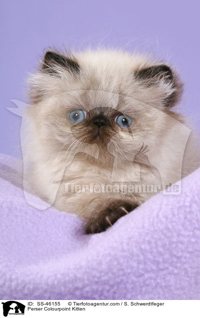 Perser Colourpoint Kitten / SS-46155