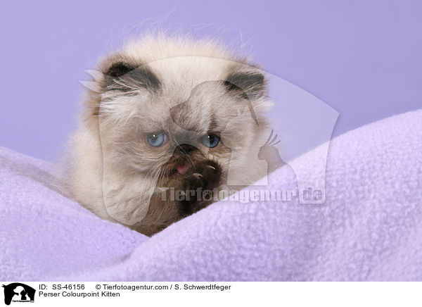 Perser Colourpoint Ktzchen / Perser Colourpoint Kitten / SS-46156
