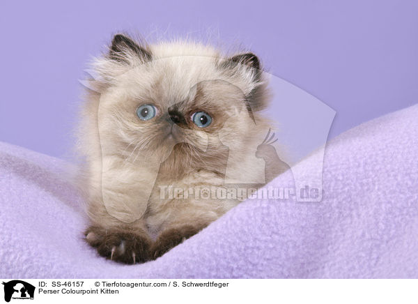 Perser Colourpoint Kitten / SS-46157