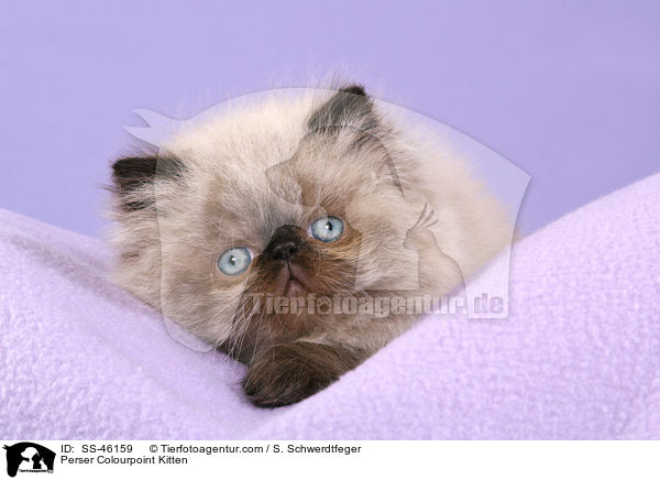 Perser Colourpoint Kitten / SS-46159