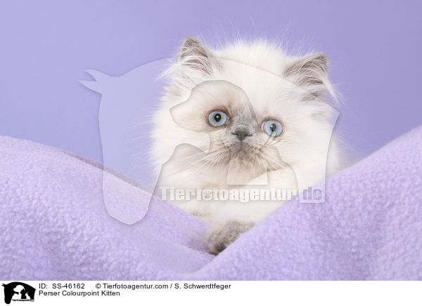 Perser Colourpoint Kitten / SS-46162
