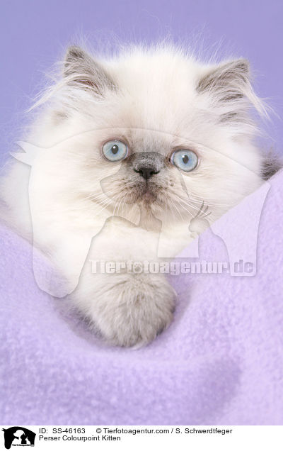Perser Colourpoint Kitten / SS-46163