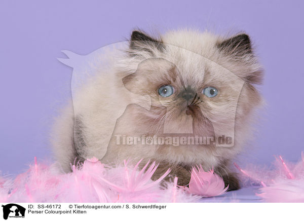Perser Colourpoint Kitten / SS-46172