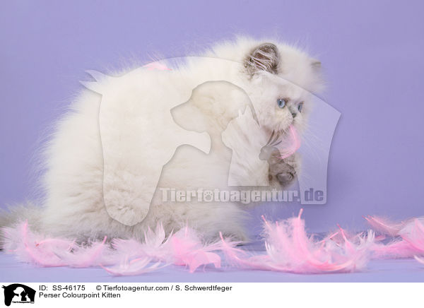 Perser Colourpoint Kitten / SS-46175