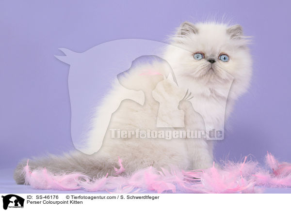 Perser Colourpoint Kitten / SS-46176