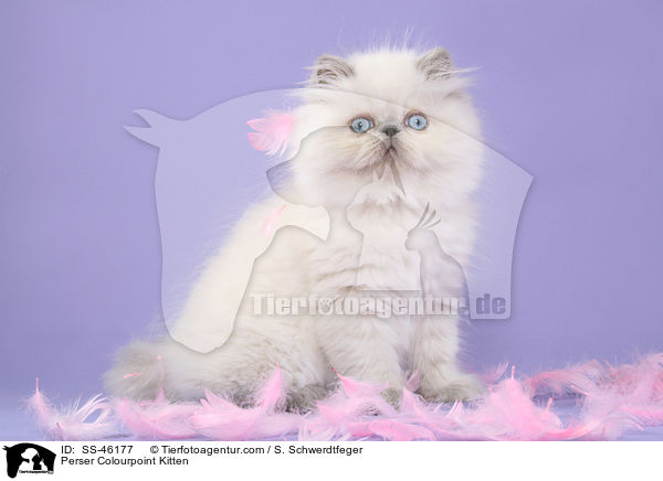 Perser Colourpoint Ktzchen / Perser Colourpoint Kitten / SS-46177