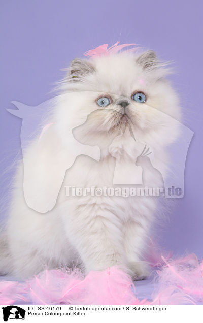Perser Colourpoint Kitten / SS-46179