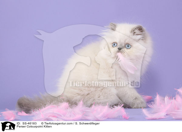 Perser Colourpoint Kitten / SS-46183