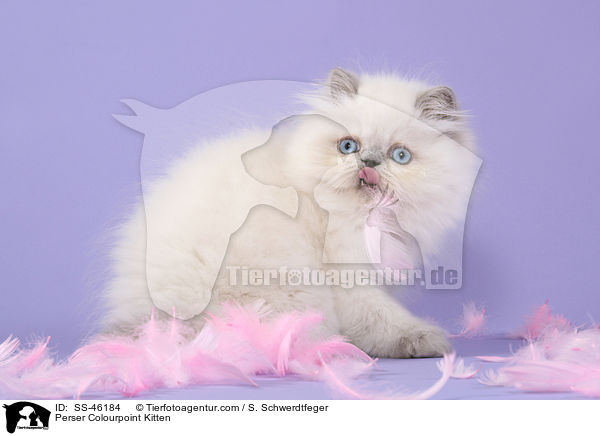 Perser Colourpoint Ktzchen / Perser Colourpoint Kitten / SS-46184