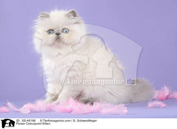 Perser Colourpoint Kitten / SS-46186