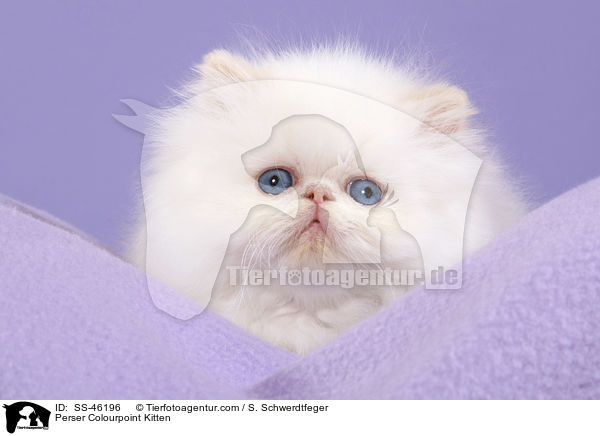 Perser Colourpoint Kitten / SS-46196