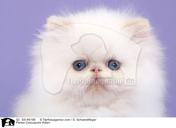 Perser Colourpoint Kitten / SS-46199