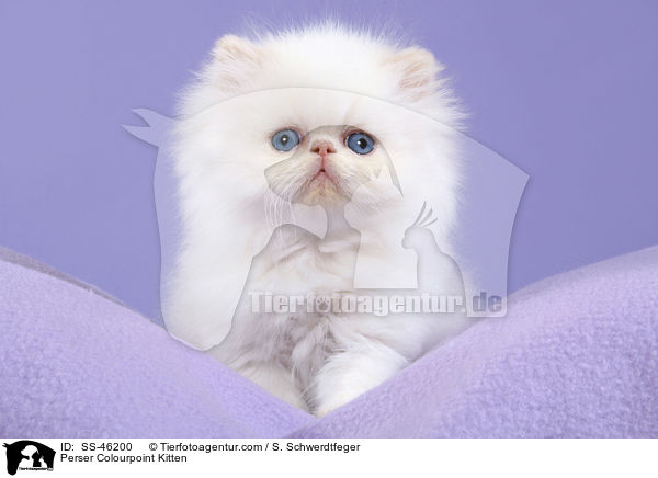 Perser Colourpoint Kitten / SS-46200