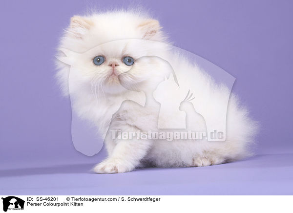 Perser Colourpoint Kitten / SS-46201