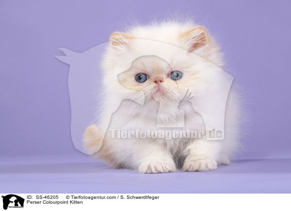 Perser Colourpoint Kitten / SS-46205