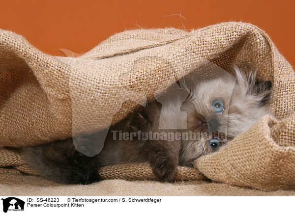 Perser Colourpoint Kitten / SS-46223