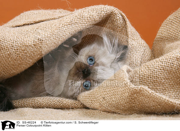 Perser Colourpoint Kitten / SS-46224