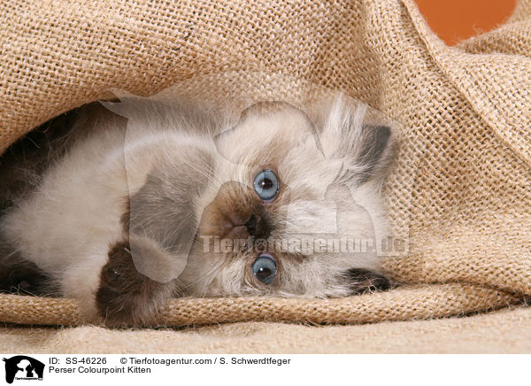 Perser Colourpoint Kitten / SS-46226