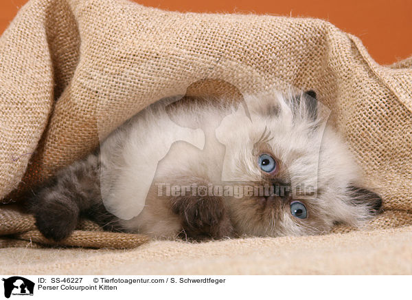 Perser Colourpoint Kitten / SS-46227